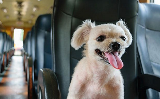Một hãng hàng không Trung Quốc cho phép vận chuyển thú cưng trên khoang hành khách
