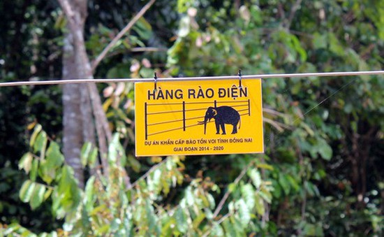 Hàng rào điện ngăn voi rừng: Đồng Nai: Cần xây thêm hàng rào điện ...