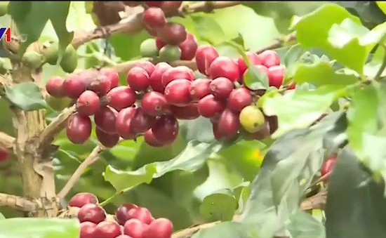 Việt Nam công bố 13 sản phẩm nông nghiệp chủ lực quốc gia