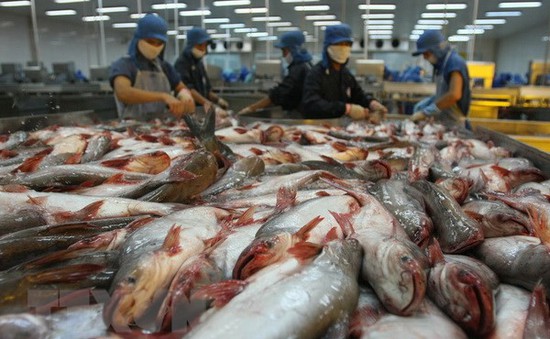 Xuất khẩu cá tra đạt mức kỷ lục 2,3 tỷ USD