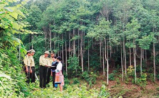 Bãi bỏ 44 thủ tục hành chính về bảo vệ và phát triển rừng