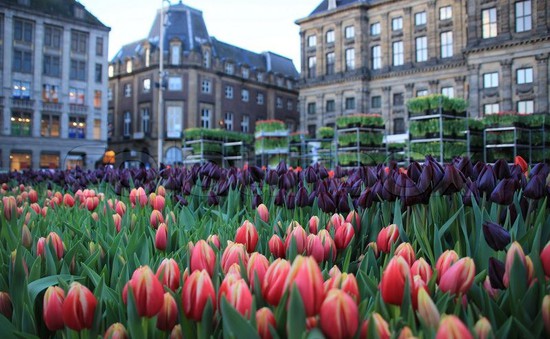Hàng nghìn bông hoa rực rỡ sắc màu trong Ngày Quốc gia Hoa tulip ở Hà Lan