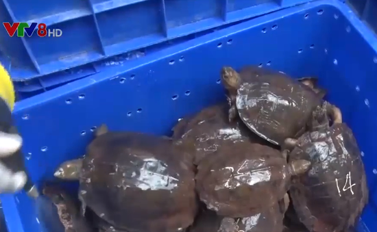 Phạt gần 300 triệu đồng đối tượng mua bán cá thể rùa quý, hiếm
