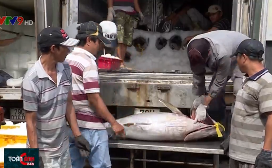 Ngư dân Nam Trung Bộ với niềm vui trúng mùa, được giá cá ngừ