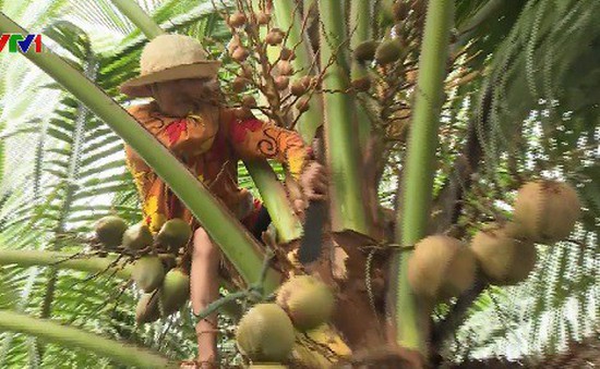 Người phụ nữ 60 tuổi mưu sinh trên ngọn dừa