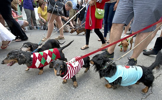 Độc đáo lễ diễu hành của hàng trăm chú chó lạp xưởng