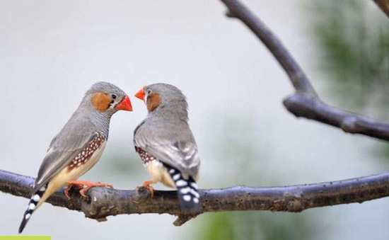 Chim non có thể nhận ra giọng của bố mẹ từ trong trứng