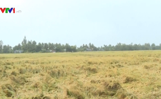 Hàng ngàn ha lúa tại Bạc Liêu bị thiệt hại do mưa bão