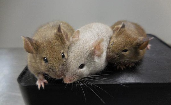 Chuột sinh sôi nhanh chóng tại New York (Mỹ) do biến đổi khí hậu