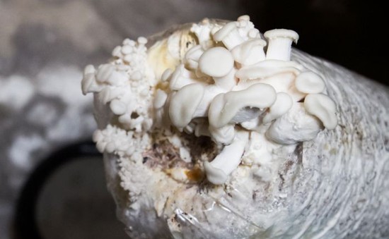 Thiếu lương thực nghiêm trọng, người d﻿ân Syria ăn nấm để tồn tại