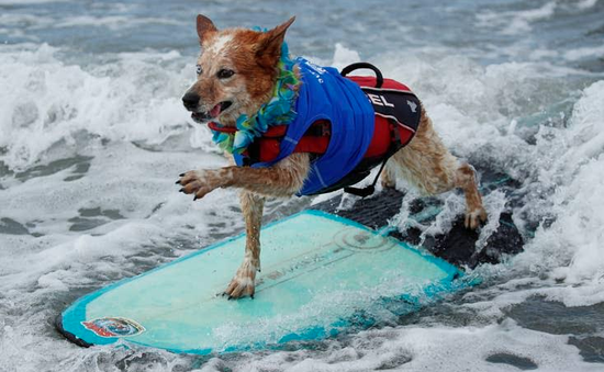 Sôi nổi cuộc thi chó lướt sóng thường niên tại Mỹ