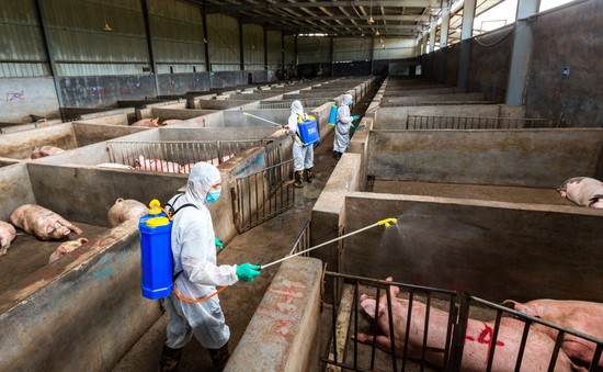 Philippines sẽ xử lý nghiêm các thương lái lợn không tuân thủ quy tắc kiểm dịch