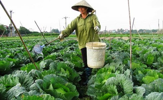 Hà Nội sẽ gieo trồng hơn 39.000 ha cây vụ Đông