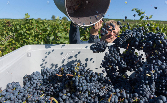 Biến đổi khí hậu đe dọa ngành rượu vang Áo