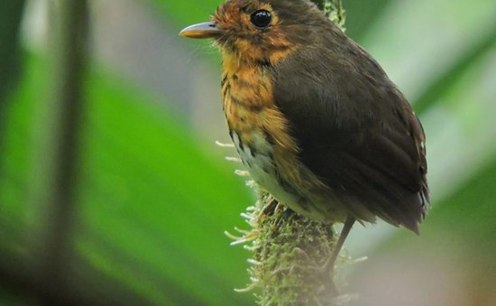 Phát hiện một loài chim mới tại Colombia