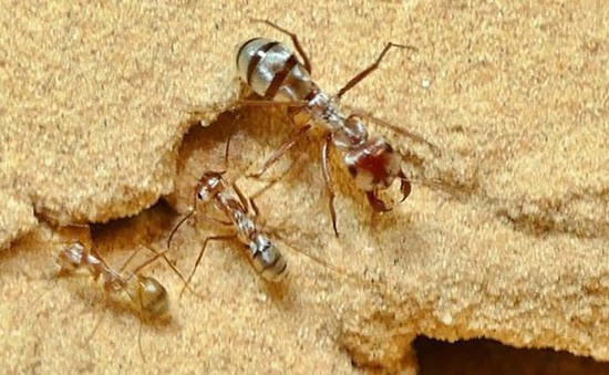 Phát hiện loài kiến có tốc độ di chuyển ​​nhanh nhất thế giới
