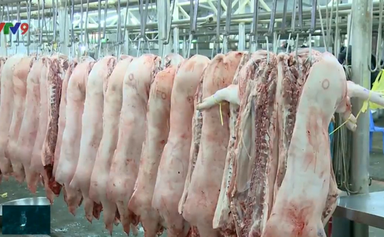 Cam kết không để tình trạng khan thịt lợn, sốt giá xảy ra ở TP.HCM