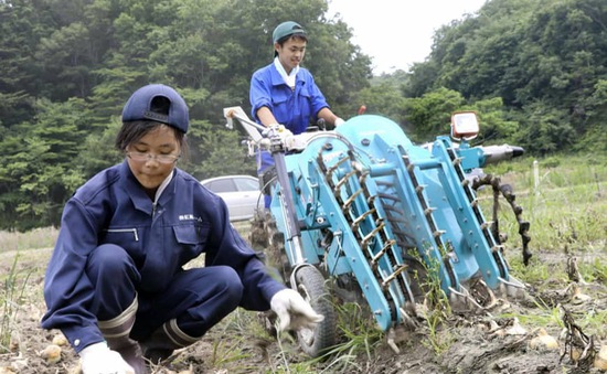 Ngành nông nghiệp tại Fukushima hồi sinh
