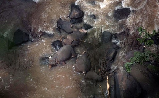 5 con voi ngã chết khi cứu đồng loại ở thác tử thần