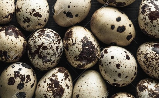 Singapore tạm dừng nhập khẩu trứng chim cút từ trang trại Malaysia