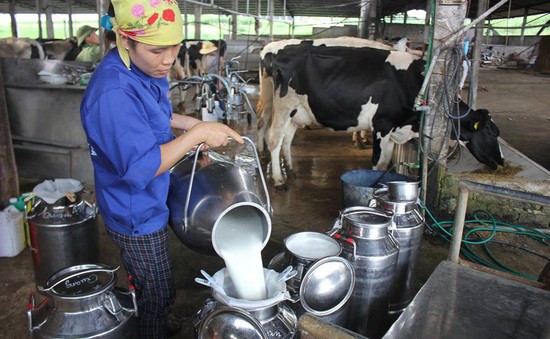 Tháng 10, lần đầu tiên Việt Nam xuất khẩu sữa chính ngạch sang Trung Quốc