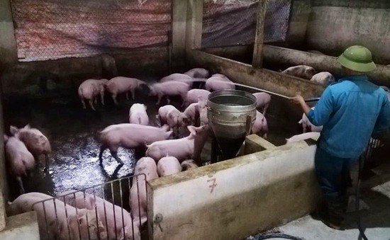 Dịch tả lợn châu Phi diễn biến phức tạp tại Hà Tĩnh và Nghệ An
