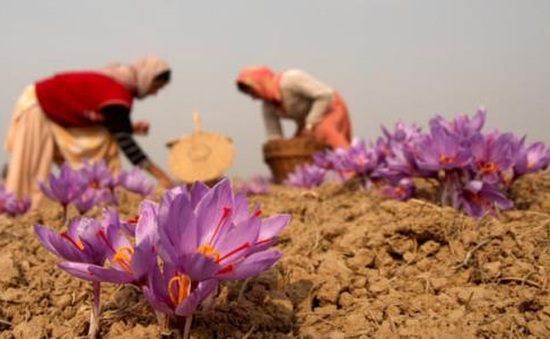 Iran tăng cường xuất khẩu hoa nghệ tây Saffron