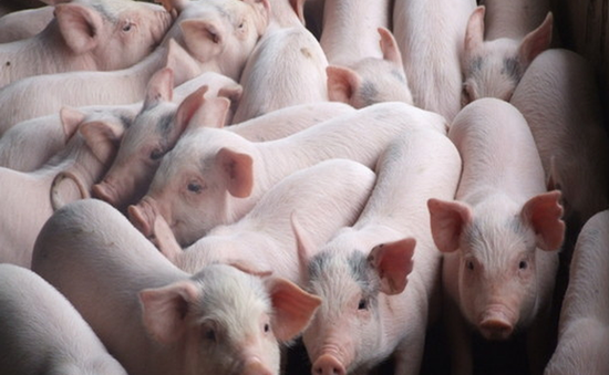 Khuyến cáo người nuôi lợn cẩn trọng khi tái đàn