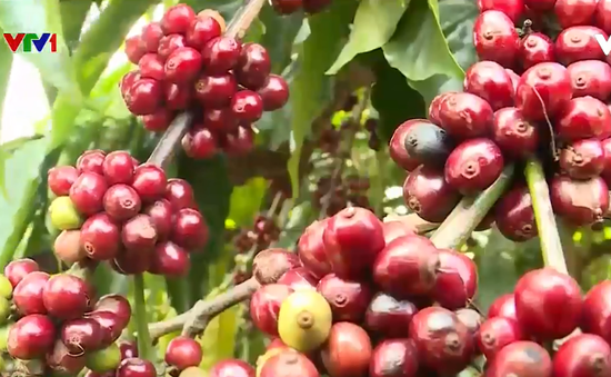 Nông dân đầu tư chế biến và tiêu thụ cà phê