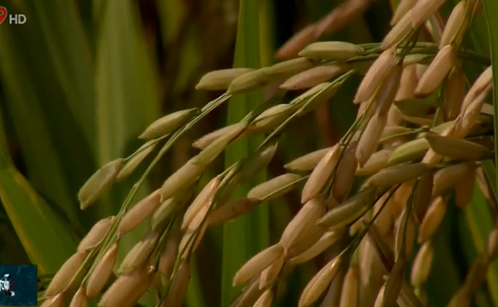Sản xuất lúa chất lượng - Điểm cộng cho nông dân Việt