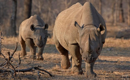 Nỗ lực cứu loài tê giác đen của các nước châu Phi