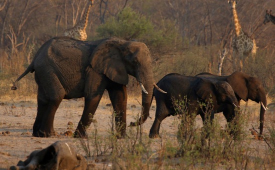 Zimbabwe chuẩn bị đợt di tản động vật lớn nhất lịch sử