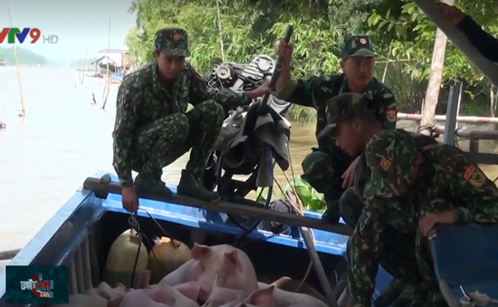 Bắt giữ gần 4 tấn lợn nhập lậu từ Campuchia vào Việt Nam