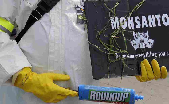 Monsanto thừa nhận sử dụng thuốc trừ sâu trái phép tại Mỹ