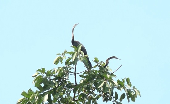 Đàn chim cổ rắn đặc biệt quý hiếm vừa được phát hiện tại Đồng Nai
