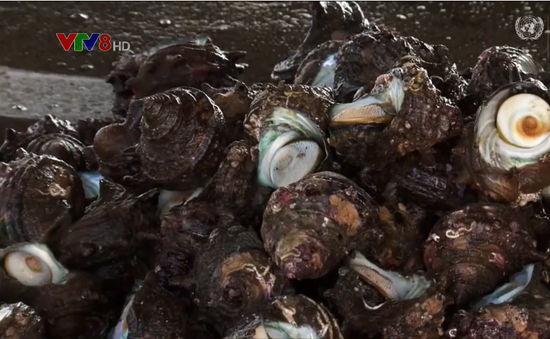 20 triệu con hàu chết hàng loạt đe dọa ngành sản xuất ngọc trai của Nhật Bản