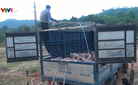 "Nóng" tình trạng buôn bán lợn không rõ nguồn gốc từ Lào