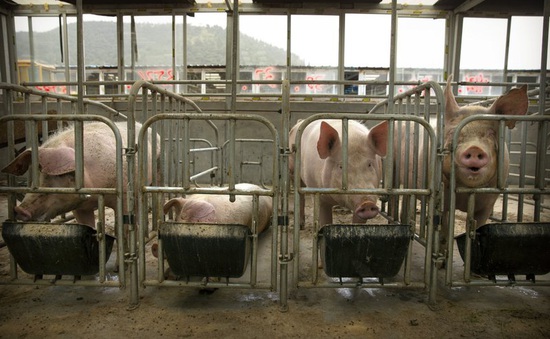 Nguy cơ dịch tả lợn châu Phi bùng phát tại Indonesia