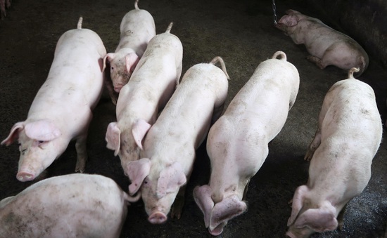 Tội phạm tại Trung Quốc phát tán dịch tả lợn châu Phi để ép giá người nuôi