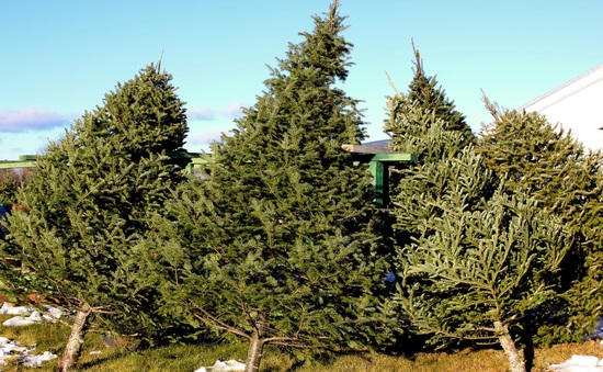 Thiếu hụt nguồn cung cây thông Noel tại Mỹ