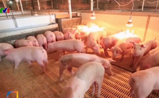 Trung Quốc khuyến khích trang trại nhỏ chăn nuôi lợn