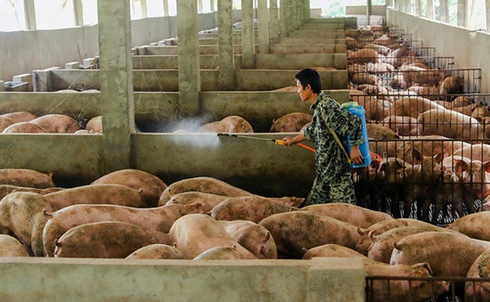 Trung Quốc: Phá sóng để ngăn máy bay không người lái gieo rắc bệnh tả lợn