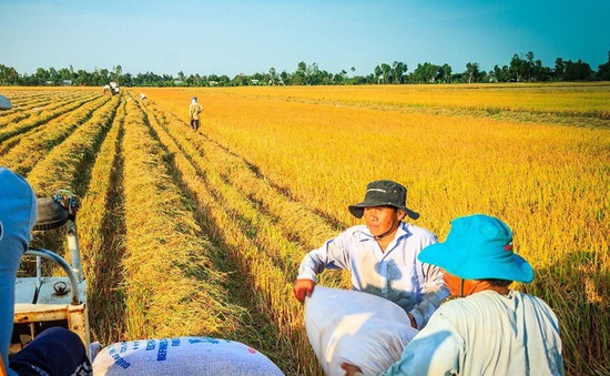 Nhà khoa học - doanh nghiệp hợp tác góp phần hoàn thiện chuỗi sản xuất gạo