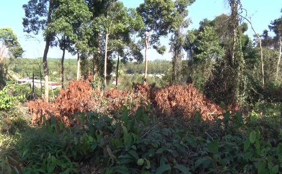Điều tra vụ chặt phá rừng tại Khu bảo tồn thiên nhiên văn hóa Đồng Nai