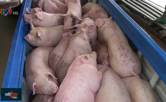 Có nên cho nhập khẩu lợn thay vì để nhập lậu mất kiểm soát?