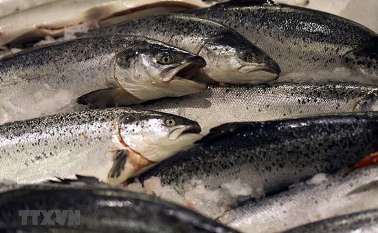 Nga cấm các sản phẩm cá hồi Na Uy