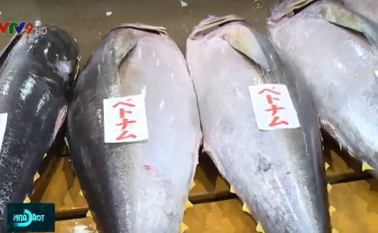 Xây dựng nhãn sinh thái cho cá ngừ Việt Nam