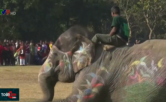 Lễ hội đầu năm dành cho những chú voi đáng yêu tại Nepal