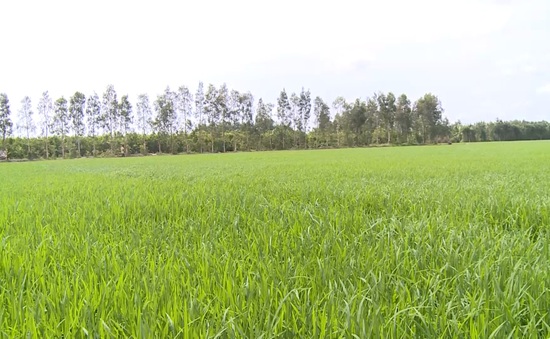 Người trồng lúa sẽ được dùng phân bón chất lượng với giá thấp