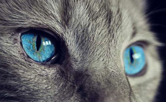 Công nghệ mới cho phép con người "nhìn" thế giới qua đôi mắt động vật